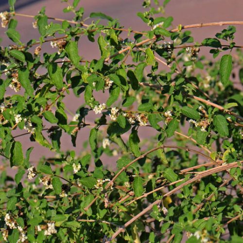 2aa22c_b4f13717be6e480c9556e6e2cda66d5c~mv2