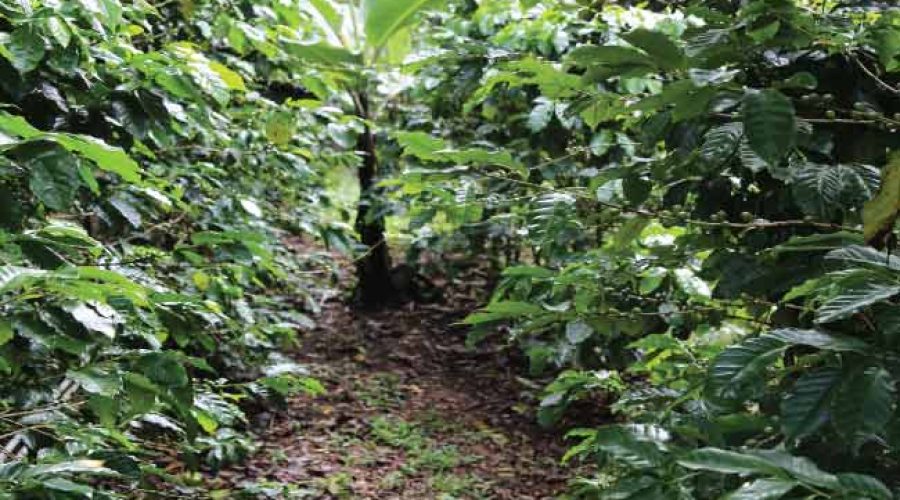 32--Plantacion-de-café