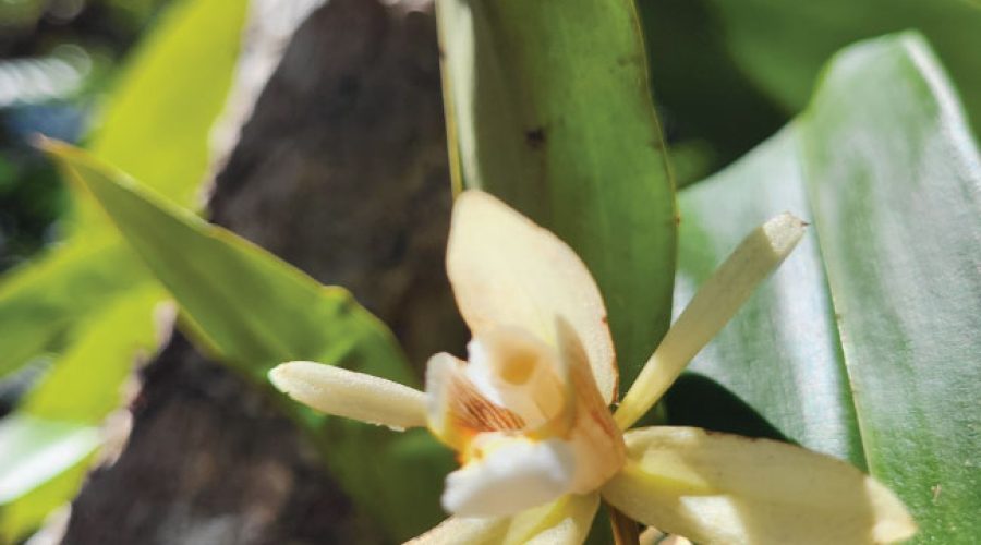 33-jardin-de-orquideas