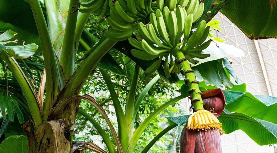 bananos