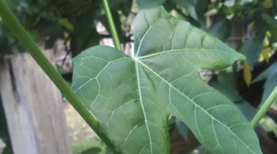 chaya