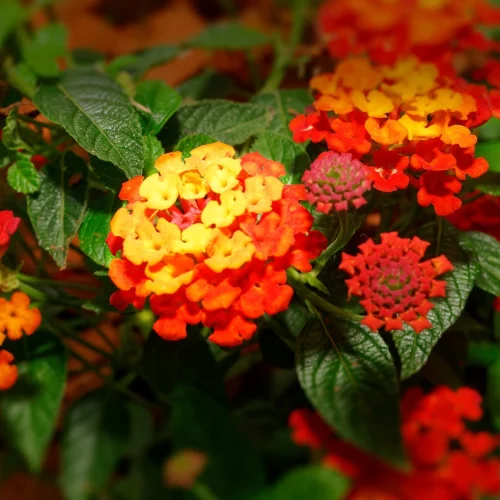 lantana cinco negritos