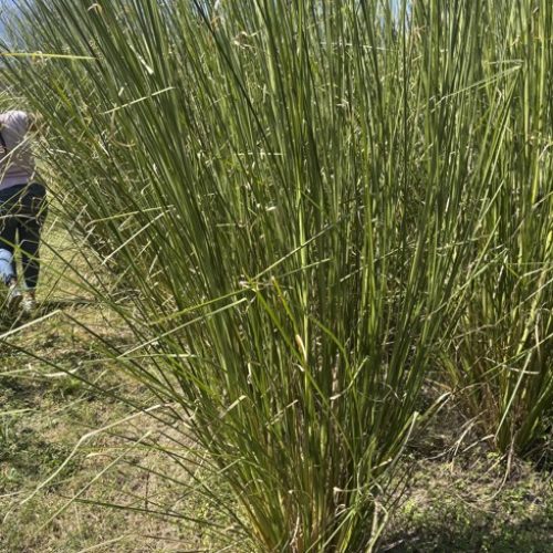 vetiver 2